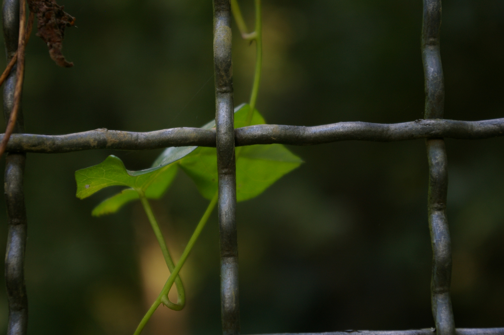 hinter Gittern