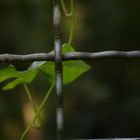 hinter Gittern