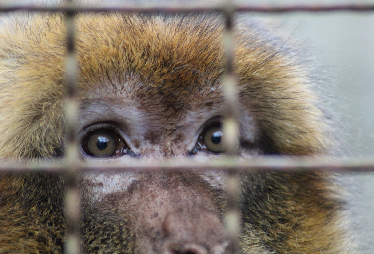 Hinter Gittern ...