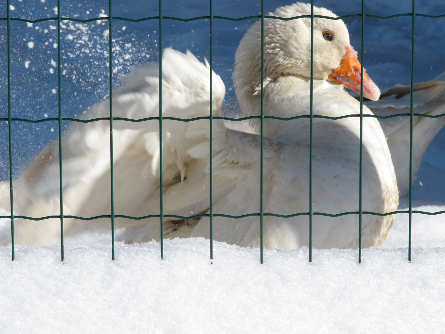 ... hinter Gittern ...