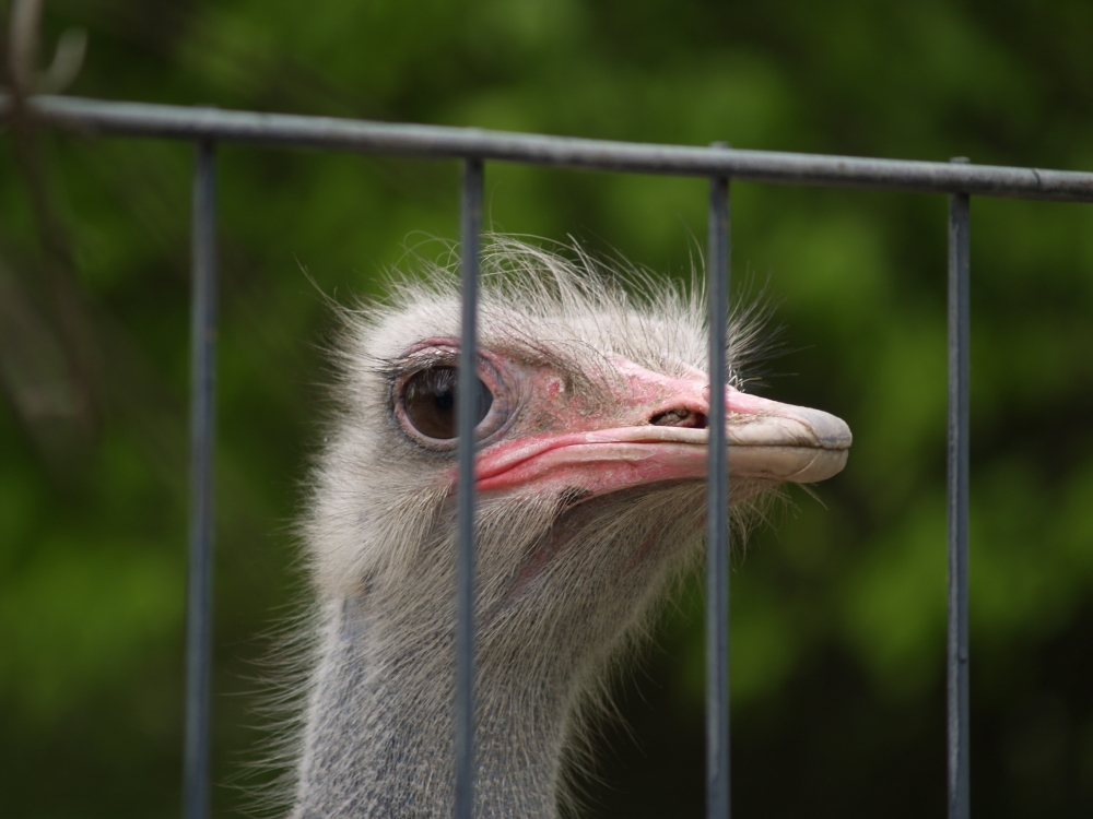 Hinter Gittern