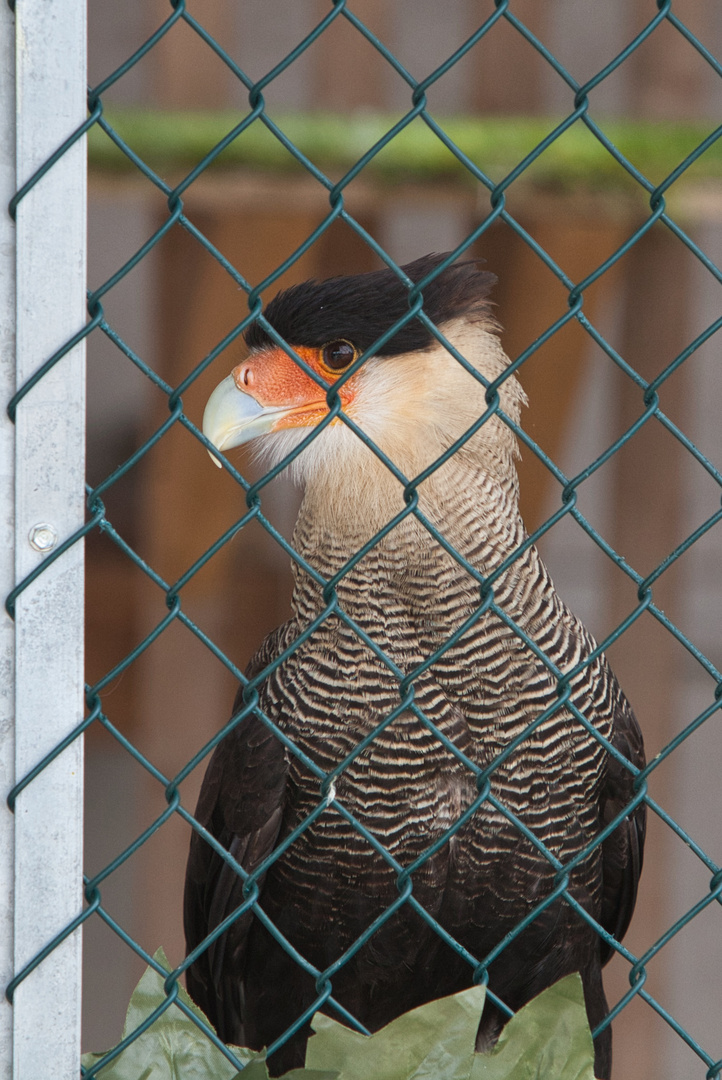 Hinter Gittern