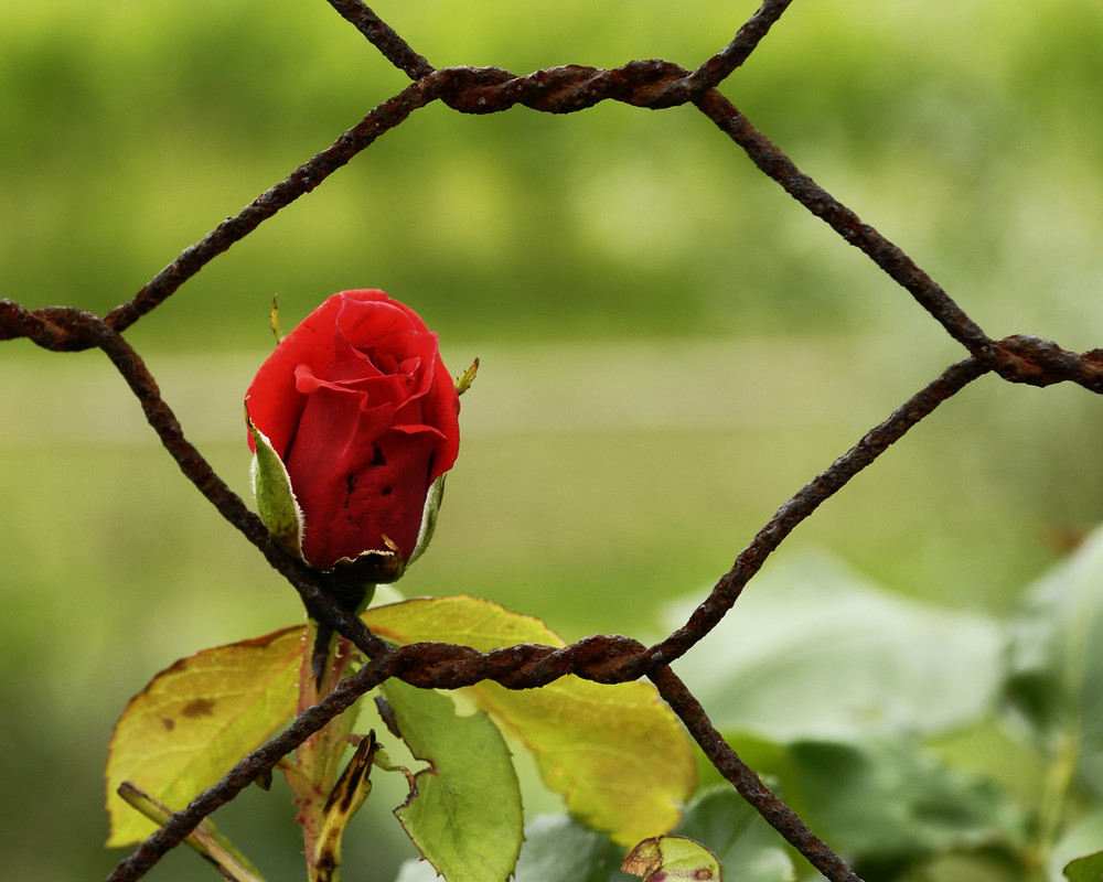 Hinter Gittern