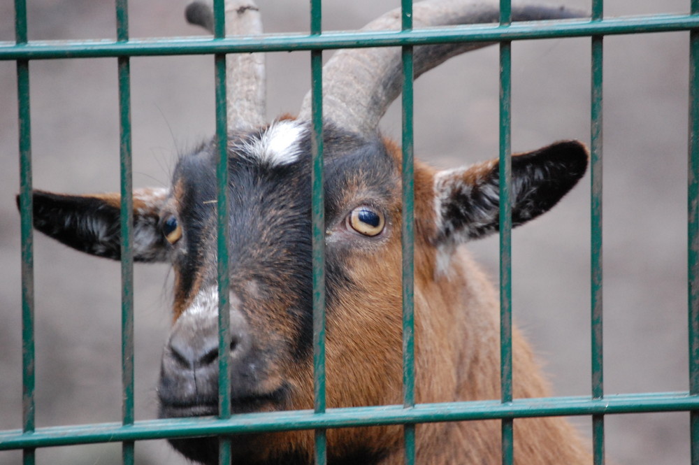 hinter Gittern...