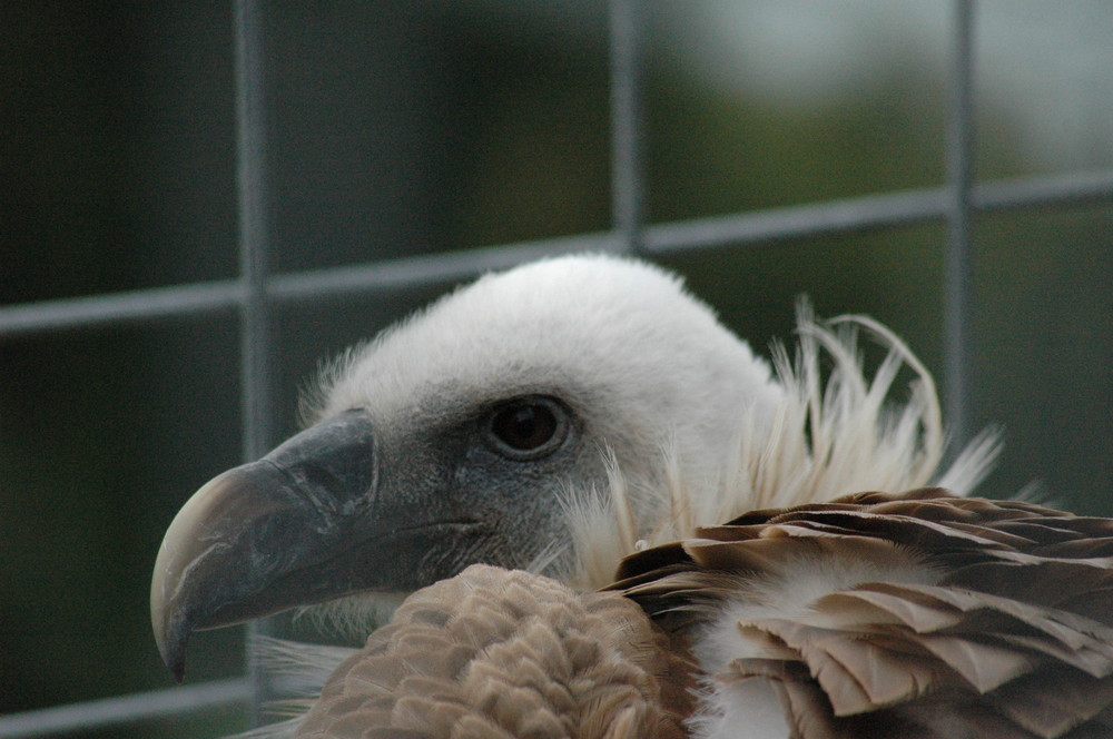 Hinter Gittern