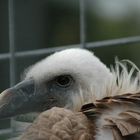 Hinter Gittern