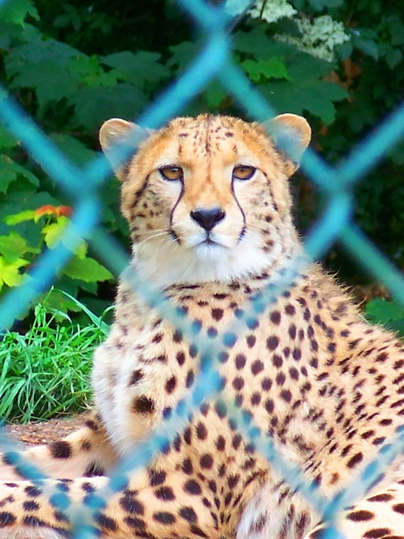 Hinter Gittern