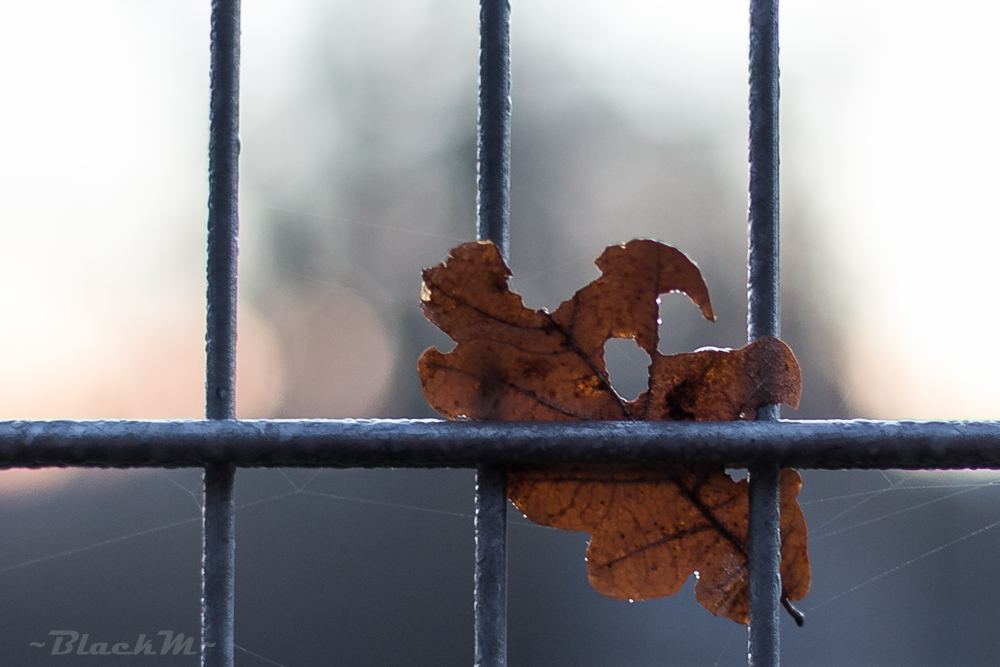 hinter Gittern