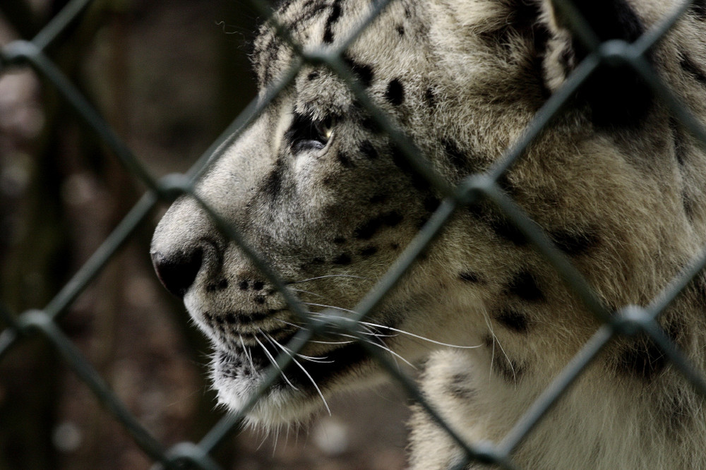 hinter Gittern