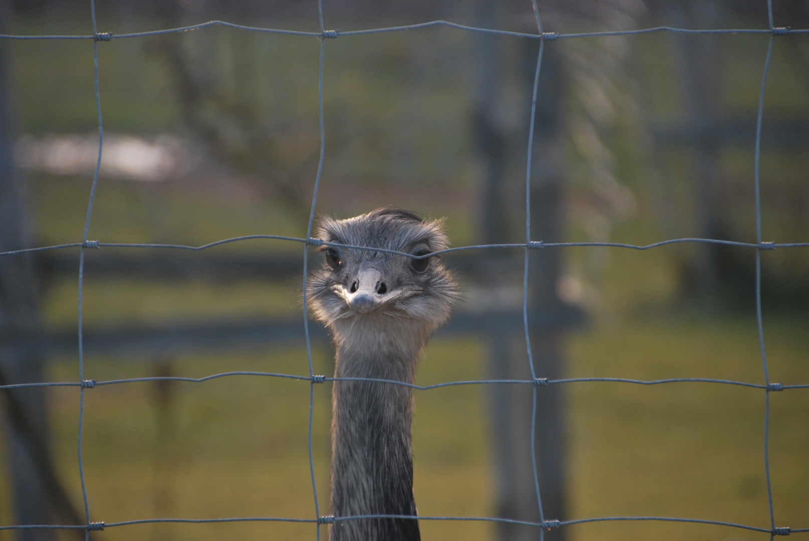 Hinter Gittern Foto Bild Tiere Zoo Wildpark Falknerei