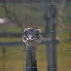 Hinter Gittern