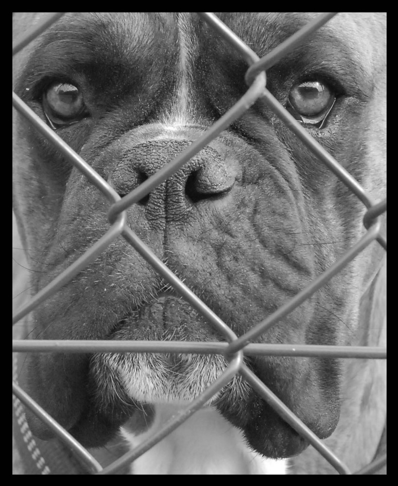 Hinter Gittern Foto Bild Tiere Haustiere Hunde Bilder Auf