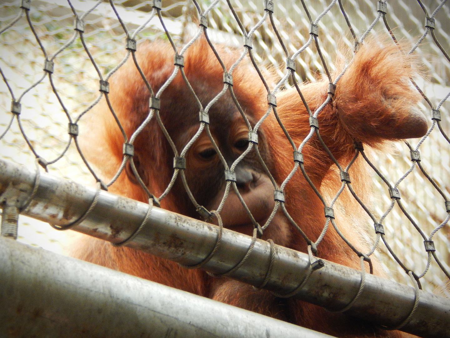 Hinter Gittern II