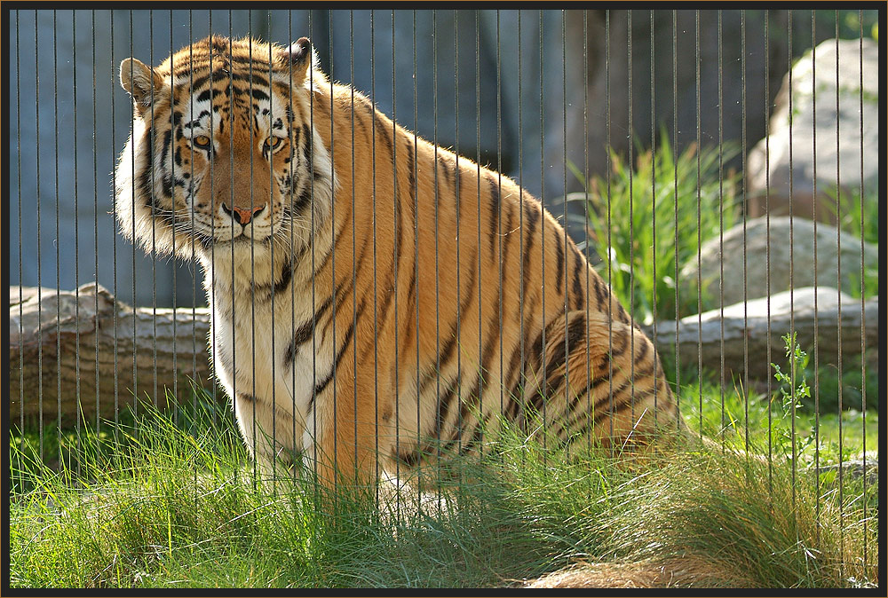 hinter Gittern - Katzenknast