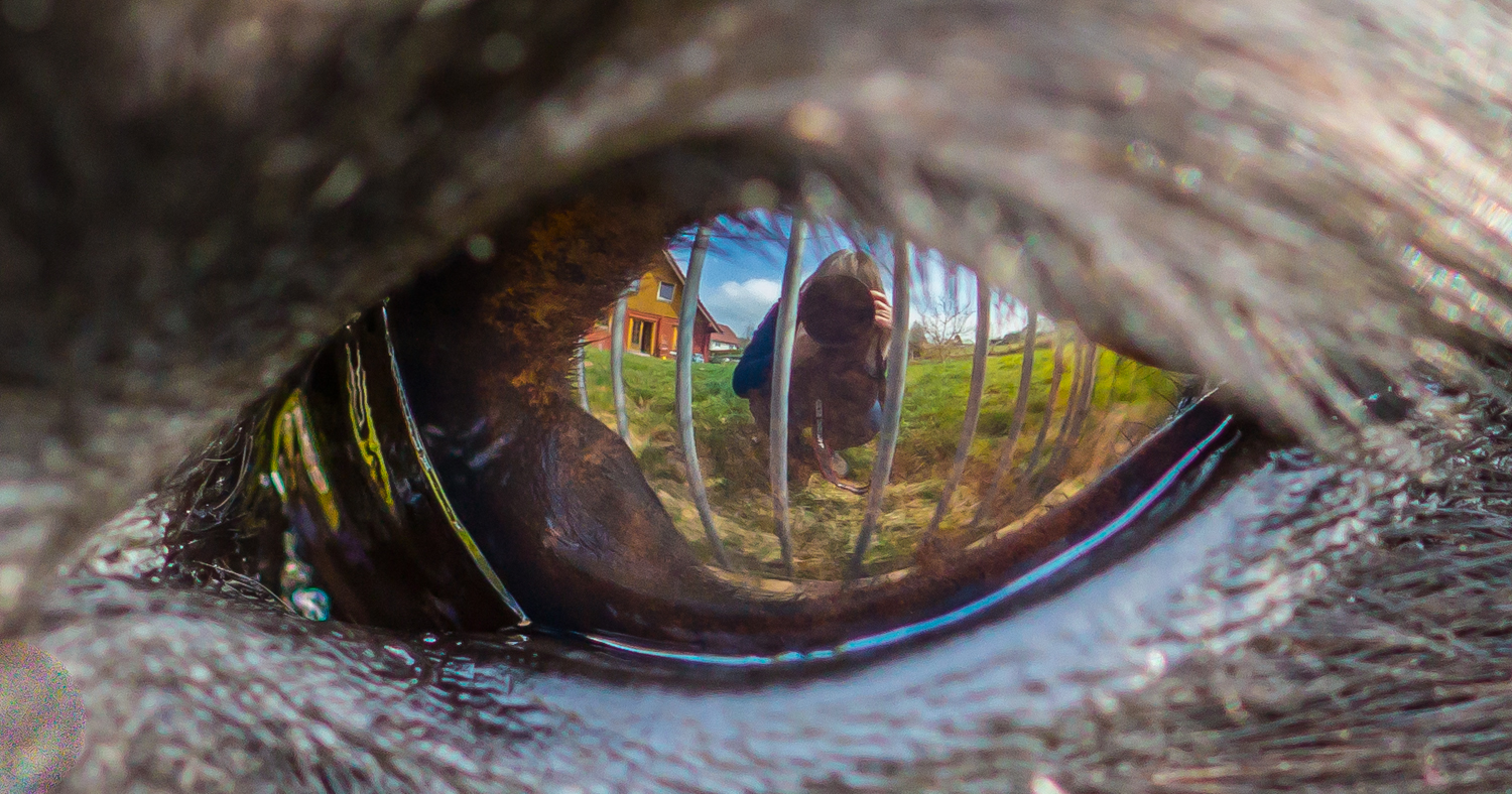 Hinter Gittern... oder im Auge des Betrachters?