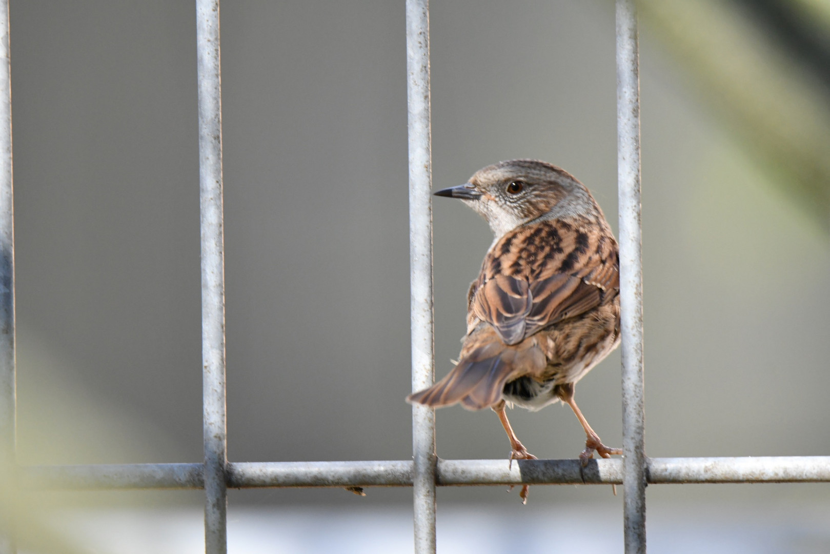 Hinter Gittern, oder im Gitter besser gesagt...