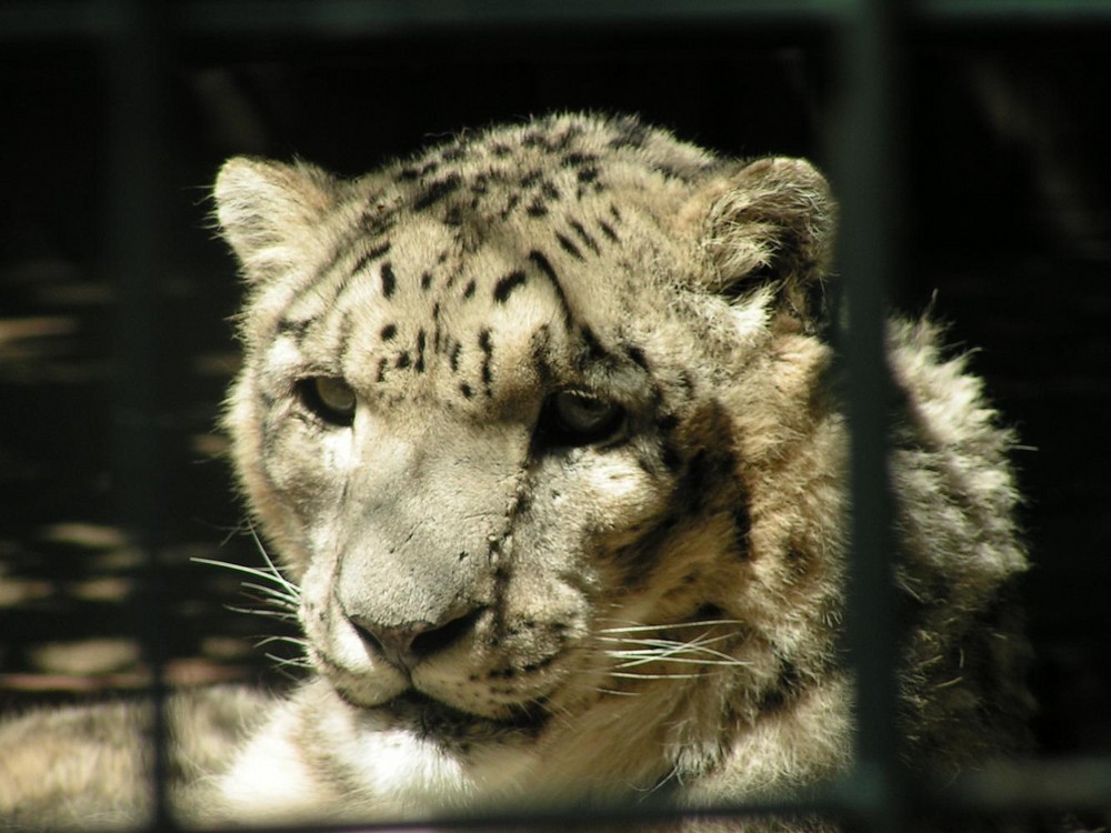 hinter gittern so traurig?