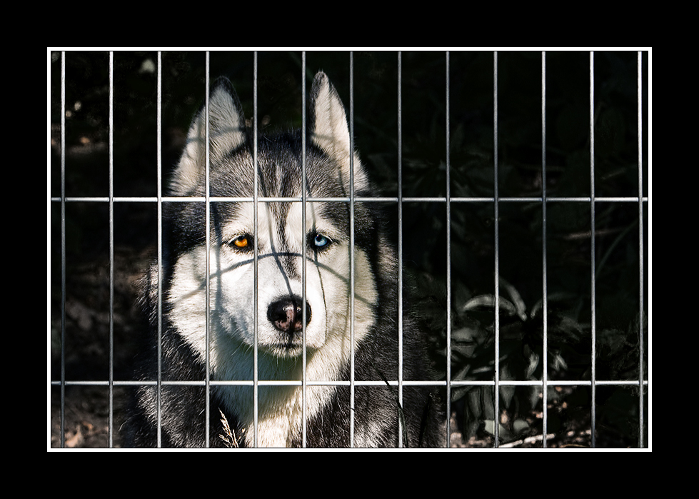 hinter gittern sollte kein hund sein