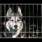 hinter gittern sollte kein hund sein