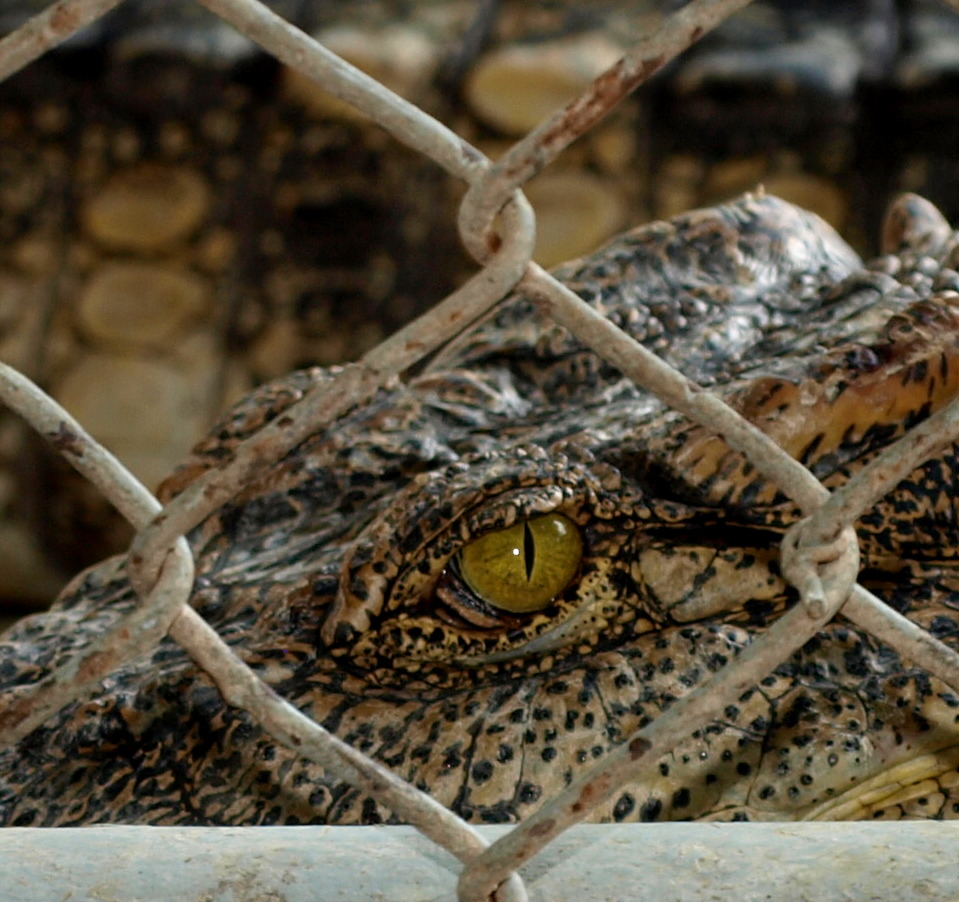 ***Hinter Gittern....oder.......ich hab Dich im Blick***