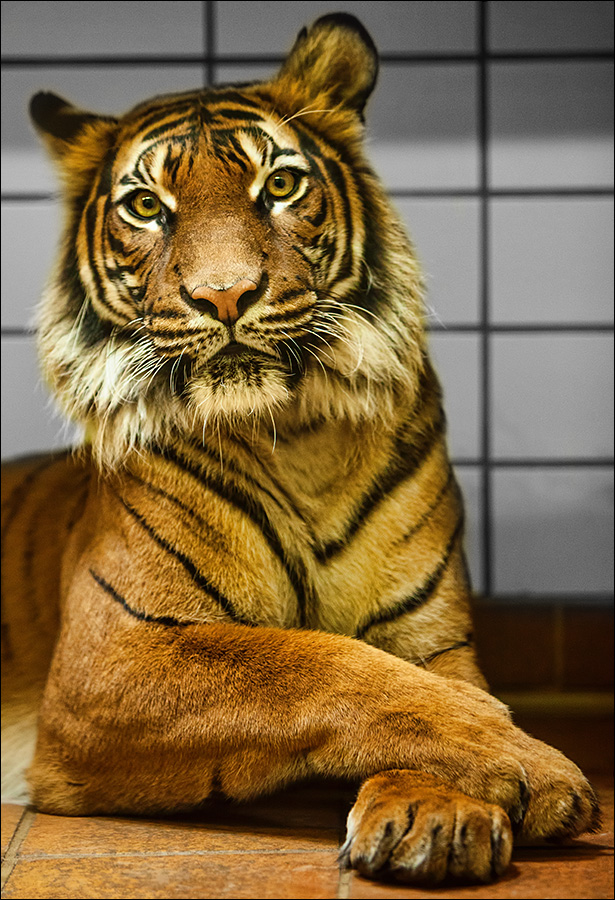 ...hinter Glas und Wände: zoo