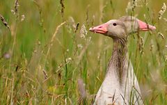 hinter Grashalmen versteckt