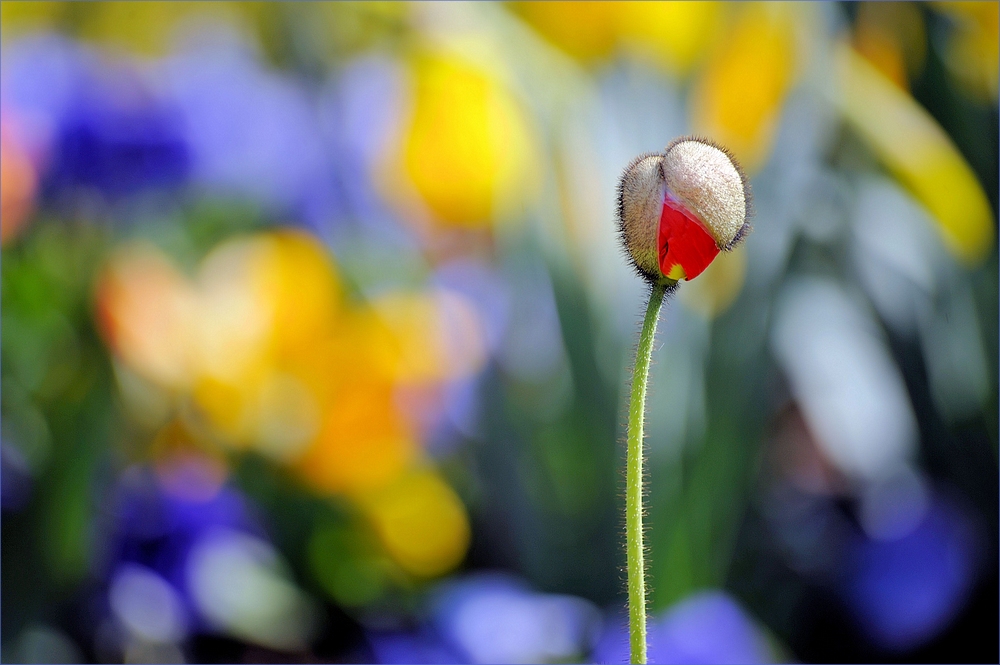 Hinter jedem Winter steckt ein zitternder Frühling....