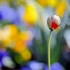 Hinter jedem Winter steckt ein zitternder Frühling....