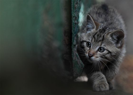 hinter jeder Ecke lauert Gefahr...