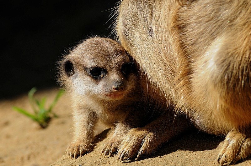 Hinter Mama kann man sich gut verstecken.....