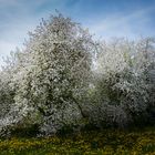 "Hinter meinem Garten...."