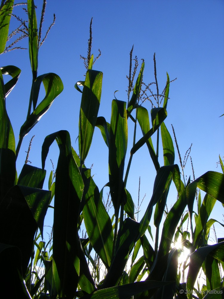 Hinter meinem Garten