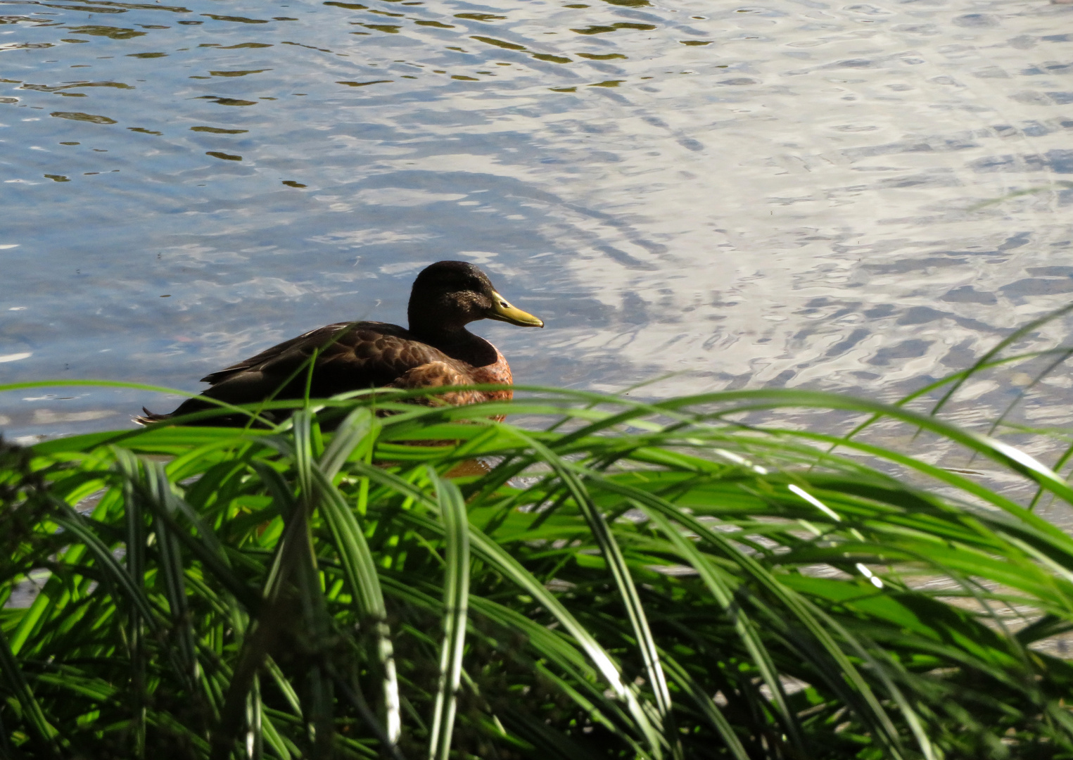 hinter Pflanzen ... 