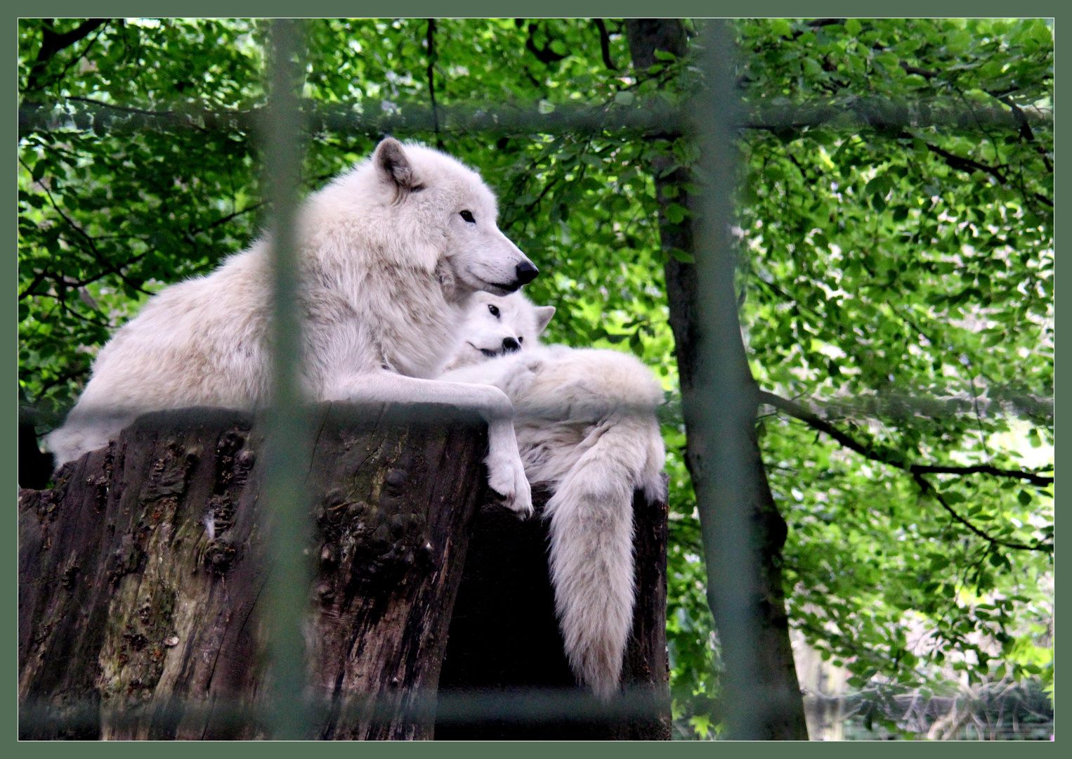 Hinter "Schwedischengardinen"