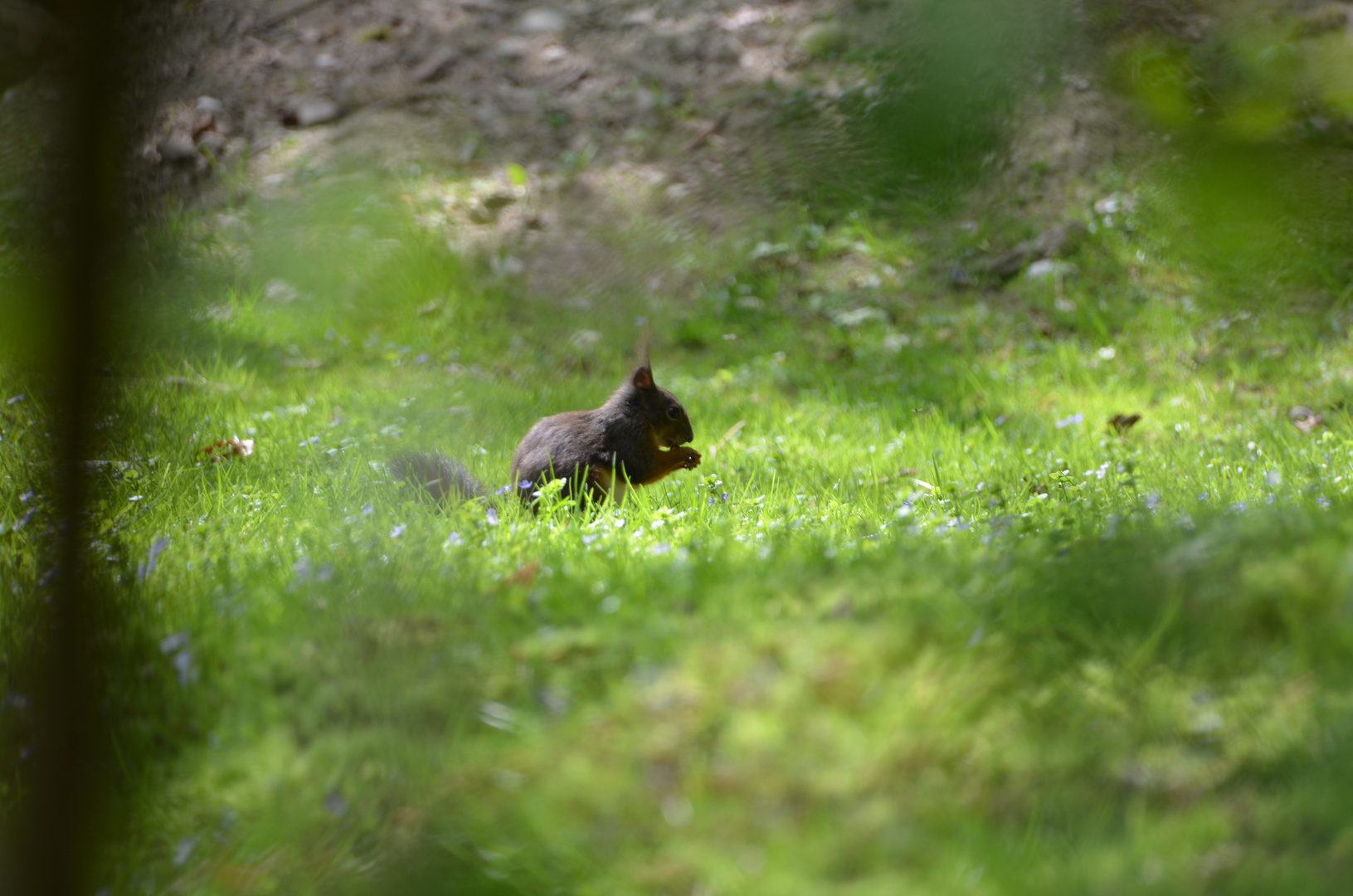 Hinter Sträuchern versteckt...