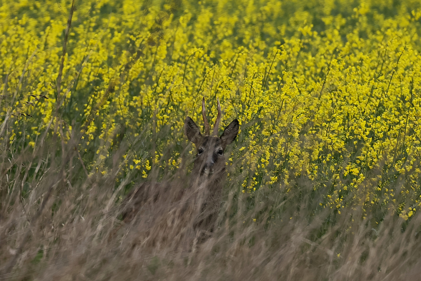 Hinter trockenem Gras