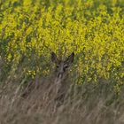 Hinter trockenem Gras