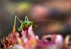 hinter vorgehaltenem Blatt