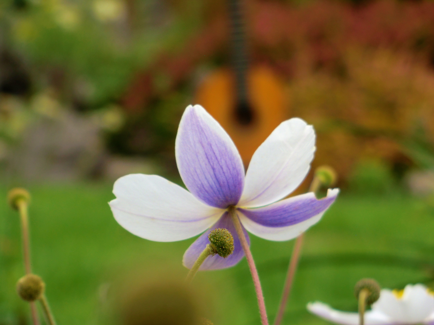 Hinter zarten Blüten