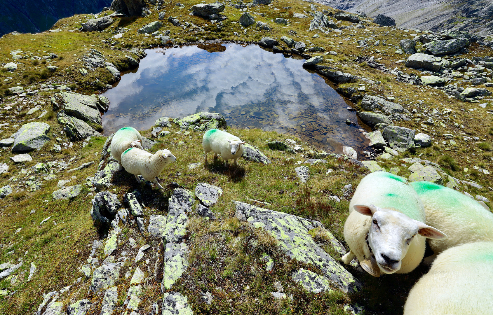 Hinterbalm , Brunialp