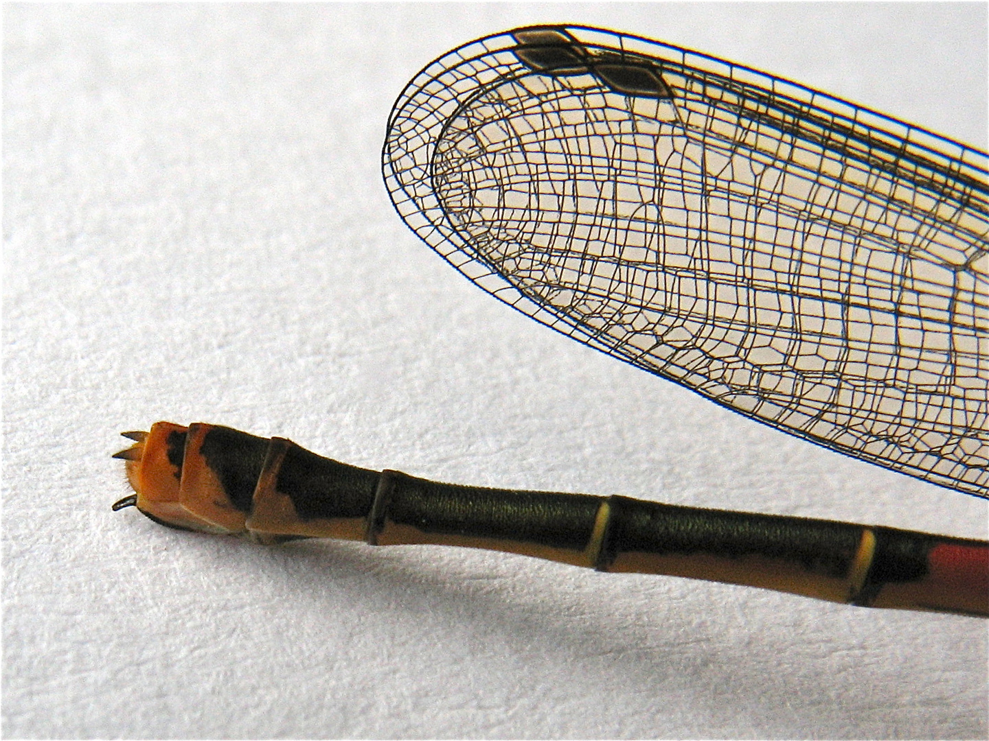 Hinterende der weiblichen Frühen Adonislibelle (Pyrrhosoma nymphula)