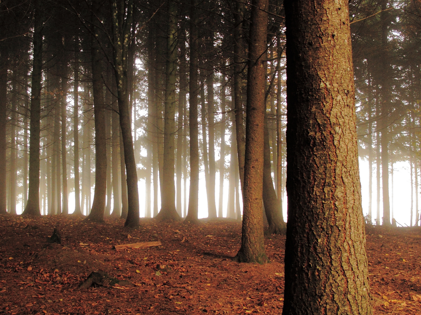 Hintergrundleuchten