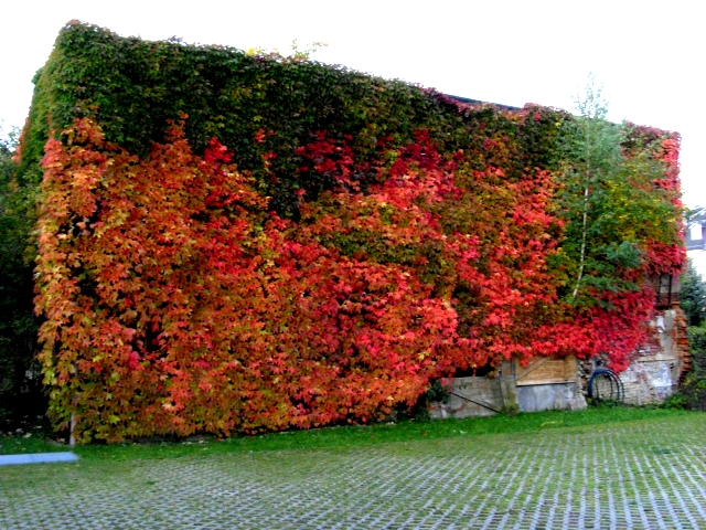 Hinterhof im Herbst