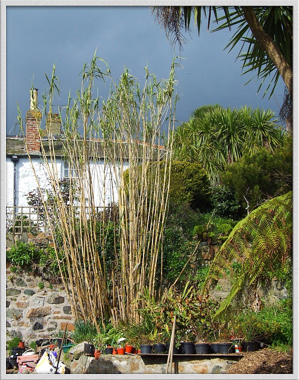 Hinterhof in Mousehole