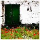 Hinterhof-Mohn