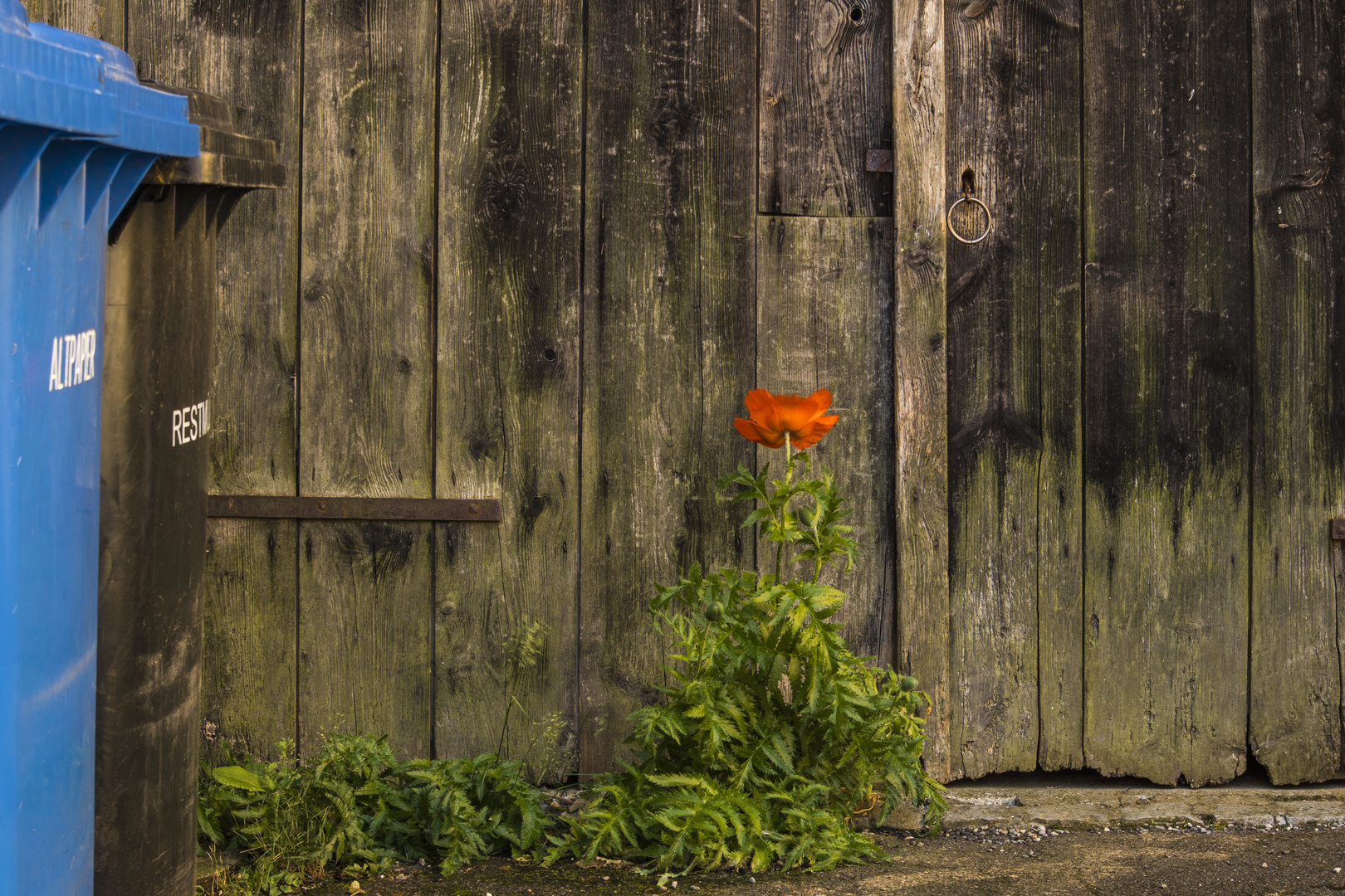 Hinterhof | Mohn