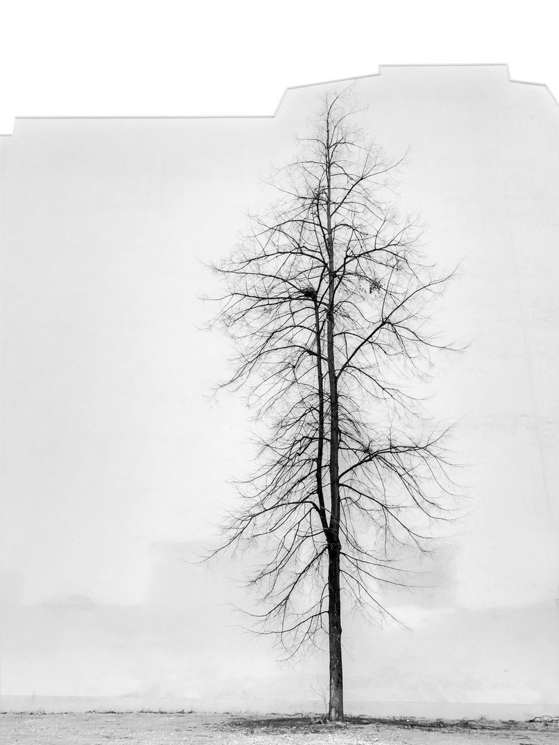 Hinterhofbaum Foto & Bild | fotokunst, monochrome fine art, berlin