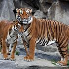 Hinterindische Tiger