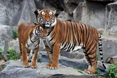 Hinterindische Tiger