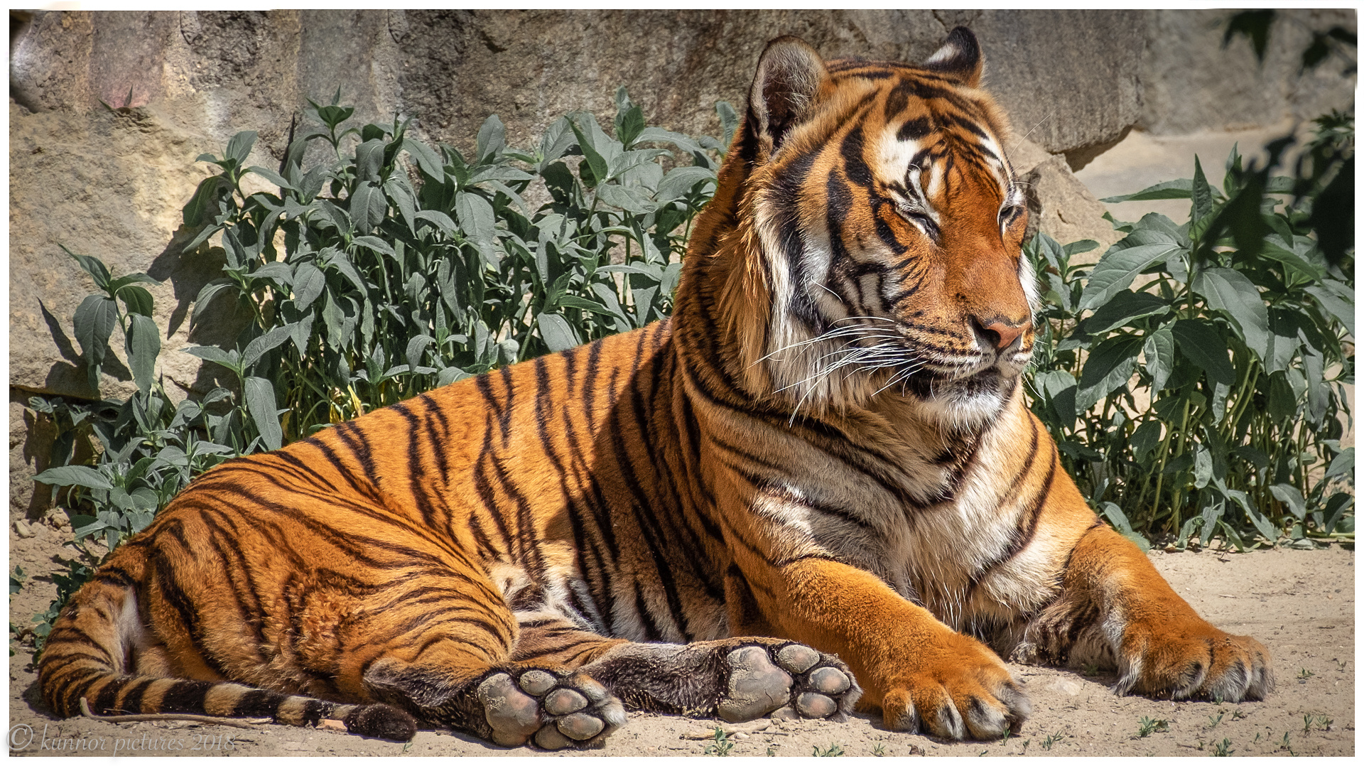 Hinterindischer oder Indochina-Tiger